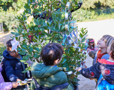 Els arbres dels desitjos es replanten al Park Güell