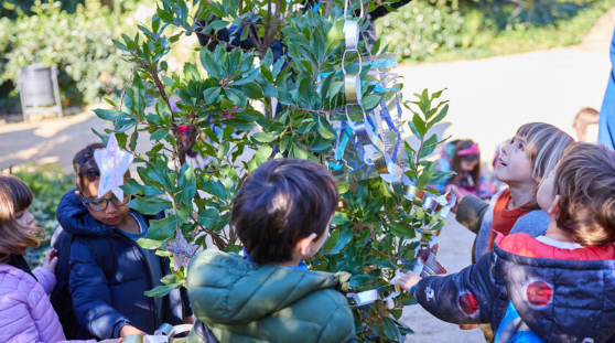 Els arbres dels desitjos es replanten al Park Güell